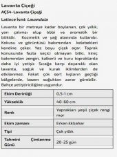 Lavanta Çiçeği Tohumu thumbnail 2