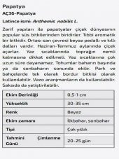 Papatya Çiçeği Tohumu thumbnail 2