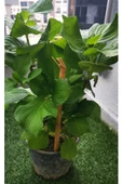 Fuşya Canlı Çiçek Ortanca Pembe Hydrangea Macrophylla 10-20 cm thumbnail 3