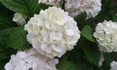 Beyaz Ortanca Fidanı 10- 20 Cm Hydrangea Macrophylla thumbnail 3