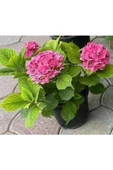 Fuşya Canlı Çiçek Ortanca Pembe Hydrangea Macrophylla 10-20 cm thumbnail 2