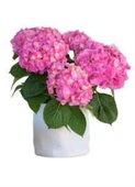 Fuşya Canlı Çiçek Ortanca Pembe Hydrangea Macrophylla 10-20 cm thumbnail 1