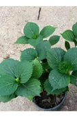 Fuşya Canlı Çiçek Ortanca Pembe Hydrangea Macrophylla 10-20 cm thumbnail 4