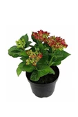 Pembe Ortanca Fidanı Hydrangea macrophylla 10-20 cm thumbnail 2