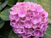 Pembe Ortanca Fidanı 10-20 Cm thumbnail 2