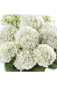 Beyaz Ortanca Hydrangea Macrophylla 10-20 cm thumbnail 2