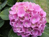 Pembe Ortanca Fidanı Hydrangea macrophylla 10-20 cm thumbnail 1