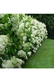 Beyaz Ortanca Hydrangea Macrophylla 10-20 cm thumbnail 1