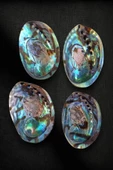 Abalone Shell Süper Renkli Istiridye Kabuğu thumbnail 3