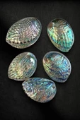 Abalone Shell Süper Renkli Istiridye Kabuğu thumbnail 2