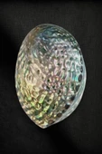 Abalone Shell Süper Renkli Istiridye Kabuğu thumbnail 1