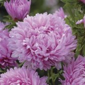 Pompon Rose Aster Çiçeği Tohumu(50 tohum) thumbnail 1