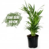 Areka Bitkisi 80 Cm Çiçek Antalya thumbnail 1