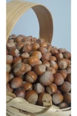 güvenpro FINDIK KABUKLU FINDIK 1 KG thumbnail 4