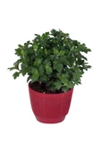 Kasımpatı  (chrysanthemum) Sarı Renk 10-20 cm thumbnail 3