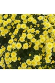 Kasımpatı  (chrysanthemum) Sarı Renk 10-20 cm thumbnail 2