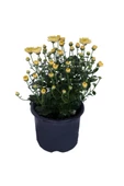Kasımpatı  (chrysanthemum) Sarı Renk 10-20 cm thumbnail 1