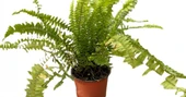Aşk Merdiveni Fujer Nephrolepis 10-20 cm thumbnail 1