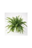 Aşk Merdiveni Fujer Nephrolepis 10-20 cm thumbnail 2