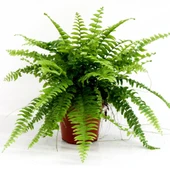 Aşk Merdiveni Fujer Nephrolepis 10-20 cm thumbnail 3