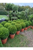 (buxus Sempervirens) Şimşir Fidanı 30-40 cm thumbnail 2