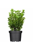 (buxus Sempervirens) Şimşir Fidanı 30-40 cm thumbnail 1