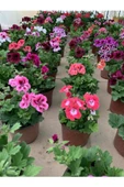 Ceylan Gözü Sardunya Pembe Beyaz 10-20 cm thumbnail 2