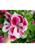Ceylan Gözü Sardunya Pembe Beyaz 10-20 cm thumbnail 1