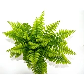 Aşk Merdiveni Nephrolepsis Exaltata 10-20 cm thumbnail 2
