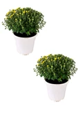 Kasımpatı (chrysanthemum) 2’li Set 20-25cm Sarı thumbnail 1