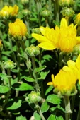 Kasımpatı (chrysanthemum) 2’li Set 20-25cm Sarı thumbnail 2