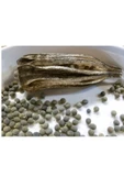 Bamya Tohumu 500 gr, Lokman Aktar thumbnail 7
