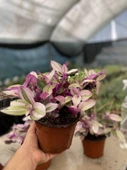 Tradescantia Nanouk Telgraf Çiçeği 13 Lük Saksıda thumbnail 1