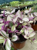 Tradescantia Nanouk Telgraf Çiçeği 13 Lük Saksıda thumbnail 2
