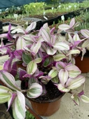Tradescantia Nanouk Telgraf Çiçeği 13 Lük Saksıda thumbnail 4