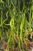 Tatlı Kıl Biber Tohumu 10 Gr thumbnail 11