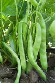 Fasulye Tohumu 50 Gr thumbnail 9