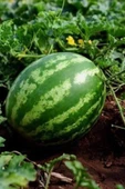 Karpuz Tohumu 10 Gr thumbnail 3