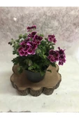 Bordo Ceylangözü Hanımefendi 10-20 cm thumbnail 2