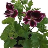 Bordo Ceylangözü Hanımefendi 10-20 cm thumbnail 1
