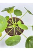 Çin Para Çiçeği Ev Salon Çiçeği Pilea Çiçeği Peperomioides thumbnail 2