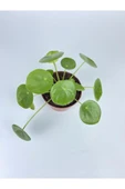 Çin Para Çiçeği Ev Salon Çiçeği Pilea Çiçeği Peperomioides thumbnail 1