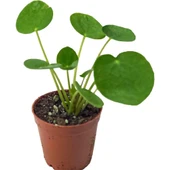 Çin Para Çiçeği Çin Para Bitkisi 10-20 cm Pilea Peperomioides thumbnail 2