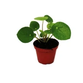 Orta Boy Çin Pilea Para Çiçeği 10-20 cm thumbnail 1