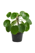 Çin Para Ağacı Pilea Peperomioides 10-20 cm thumbnail 1