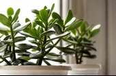 Crassula Ovata Para Çiçeği Sukulent 10-20 Cm thumbnail 1