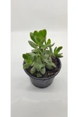 Crassula Ovata Para Çiçeği 10-20 Cm thumbnail 2