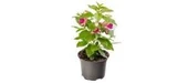 Fuchsia Küpeli Çiçeği 10-20 cm thumbnail 3