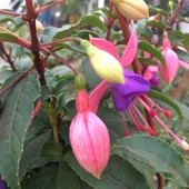 Fuchsia Küpeli Çiçeği 10-20 cm thumbnail 5