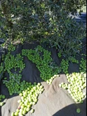 Taş Kırma Yeşil Zeytin 800 gr thumbnail 3
